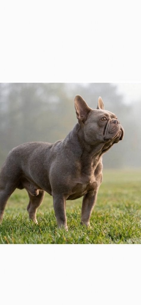 Franse Bull nest, Dieren en Toebehoren, 8 tot 15 weken, Bulldog, Meerdere, Meerdere dieren