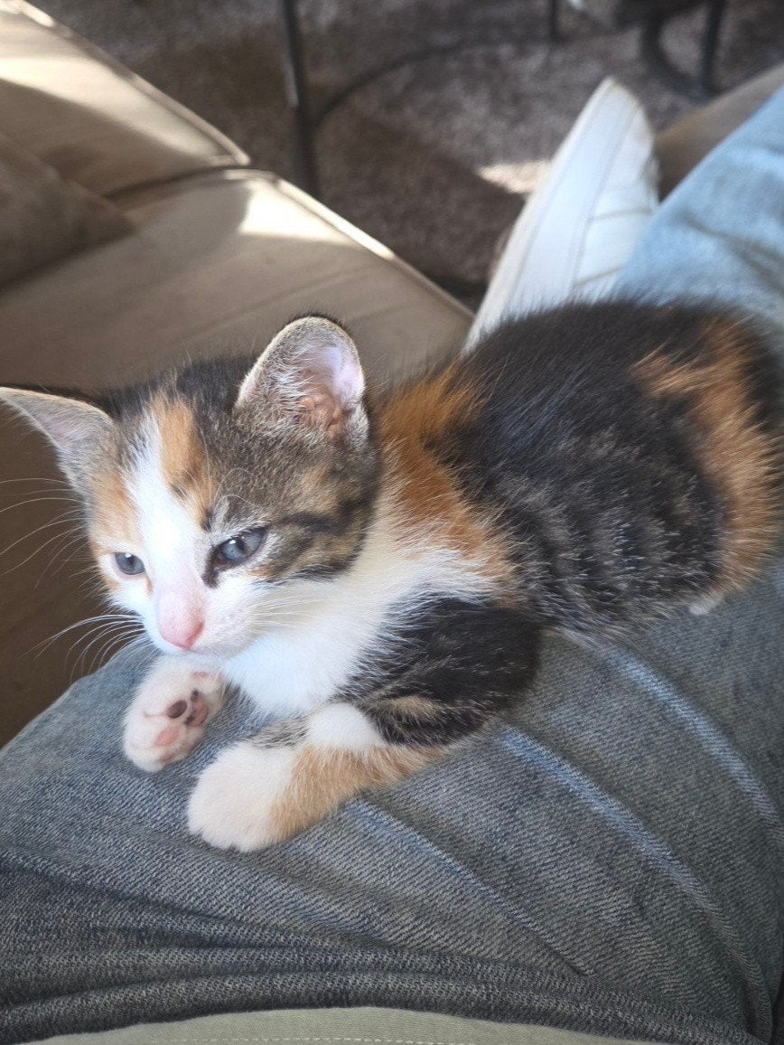 lapjes(kitten), Poes