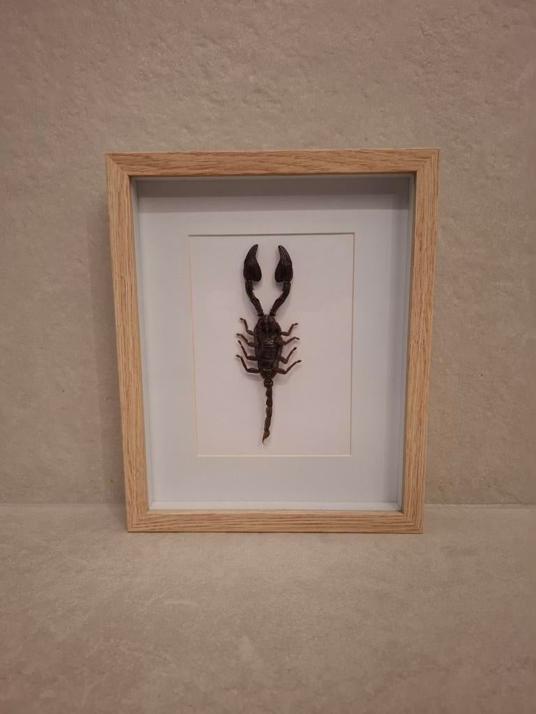 Opgezette schorpioen in lijst - 27,5 x 22,5 cm, Verzamelen, Dierenverzamelingen, Ophalen of Verzenden