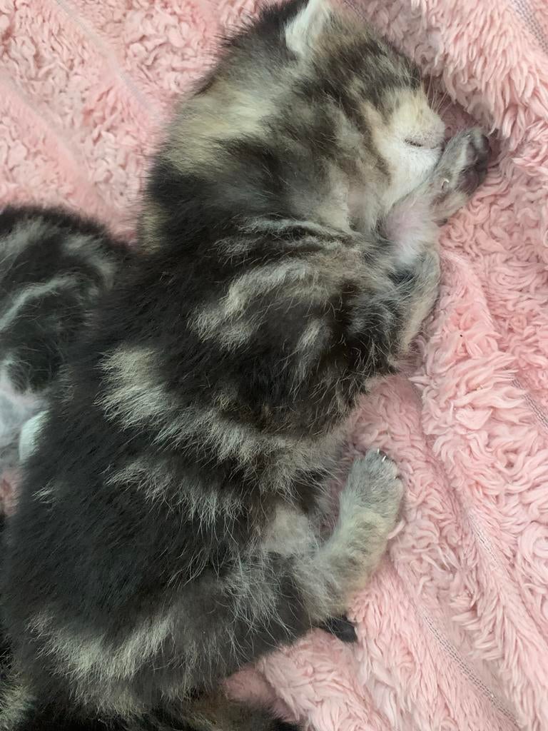 KITTENS, Meerdere dieren