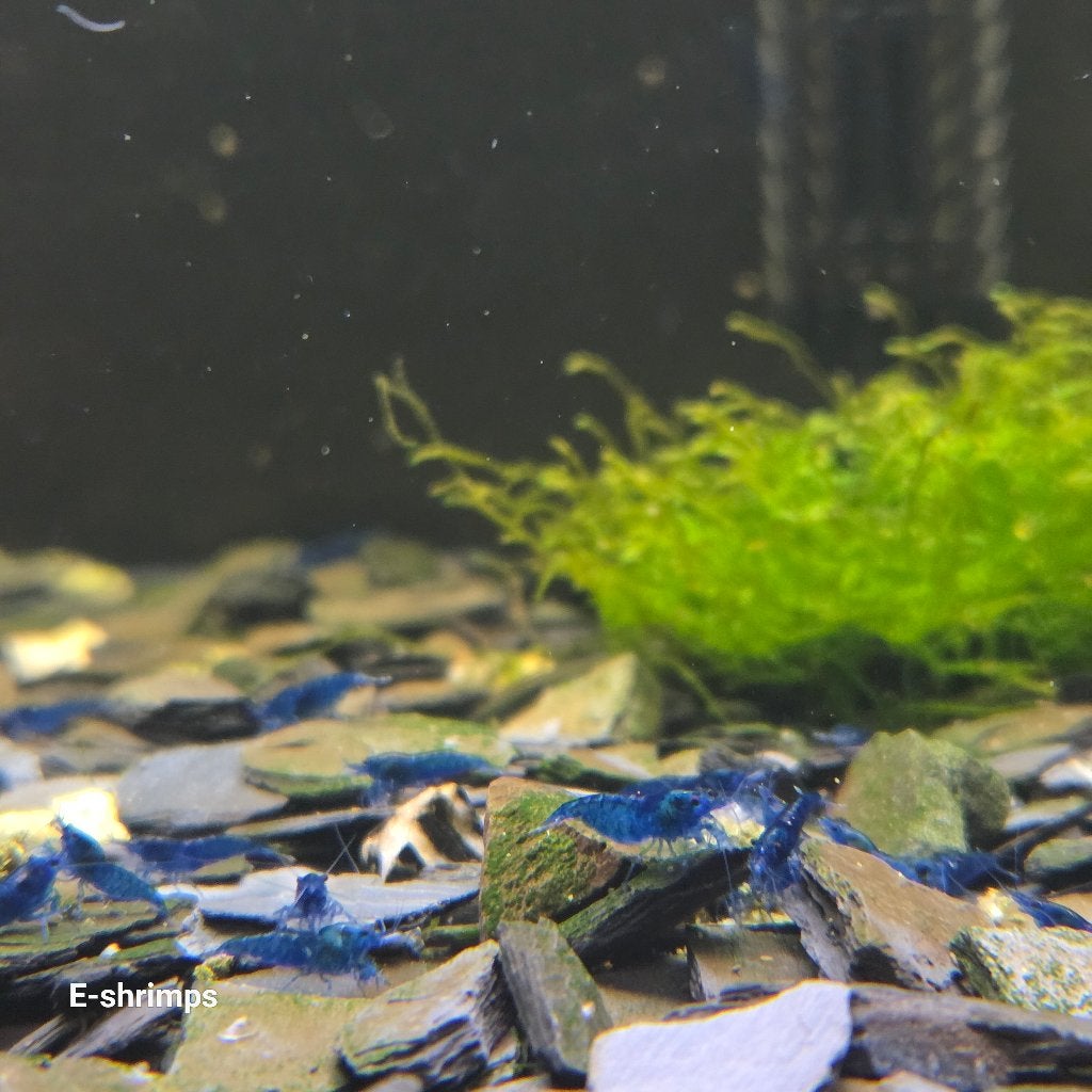 ☑️️Medium grade| Blue Dream Neocaridina-garnalen, Dieren en Toebehoren, Kreeft, Krab of Garnaal, Zoetwatervis, Schoolvis