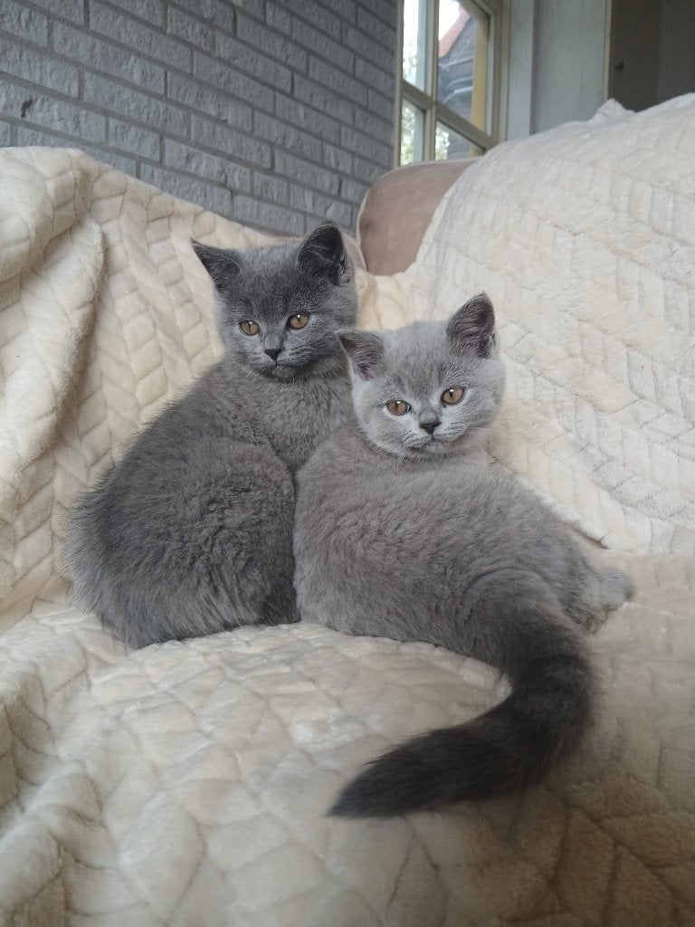 Blauwe Britse korthaar kittens te koop, Dieren en Toebehoren, Kater, Gechipt, 0 tot 2 jaar
