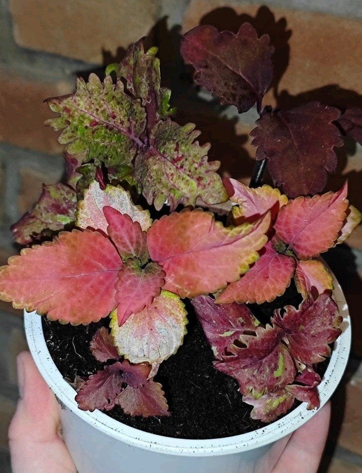 Coleus siernetel mix, Ophalen, Eenjarig, Overige soorten, Volle zon