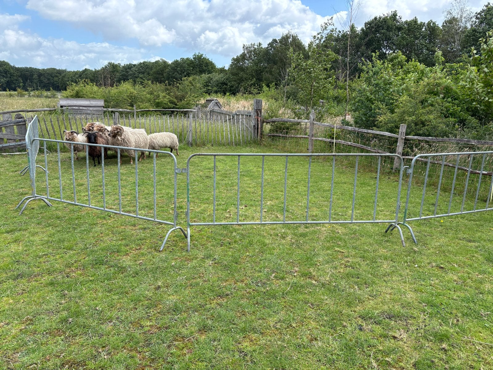 Schapenvachten, Meerdere dieren, Schaap