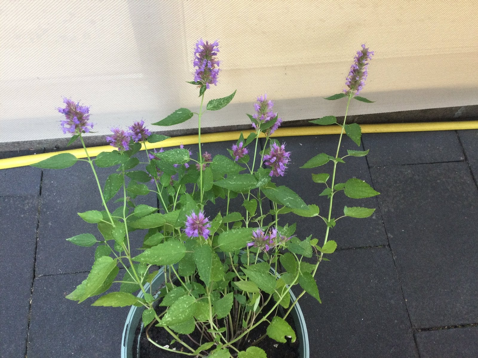 Tuinplanten Salvia en Agastage KOPPJE SAMEN €10, Volle zon, Vaste plant, Zomer, Ophalen