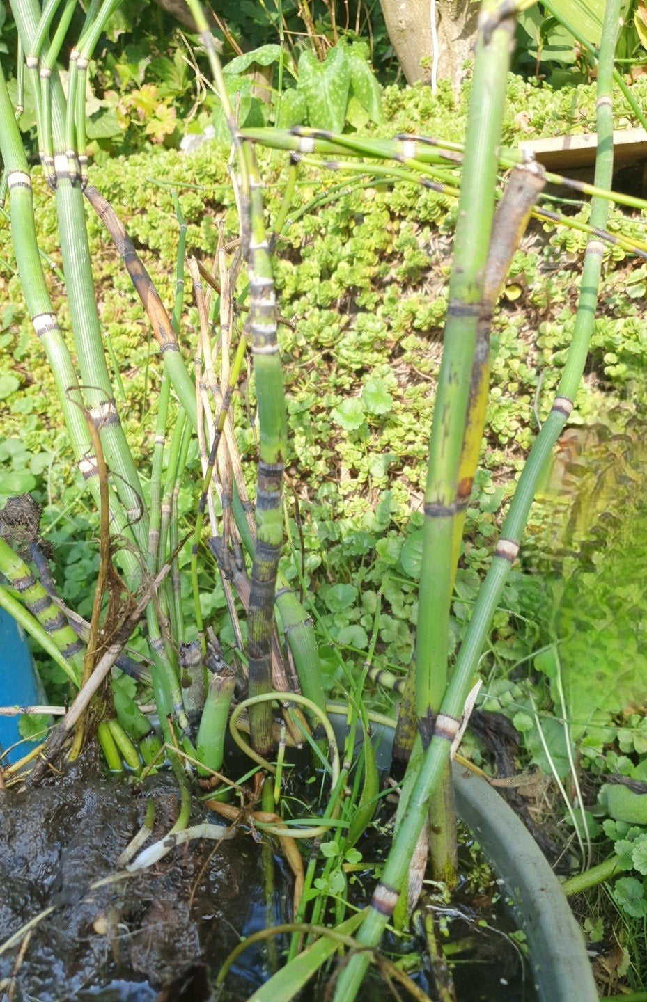 Japanse holpijp, vijverplant, moerasplant, oeverplant., Ophalen