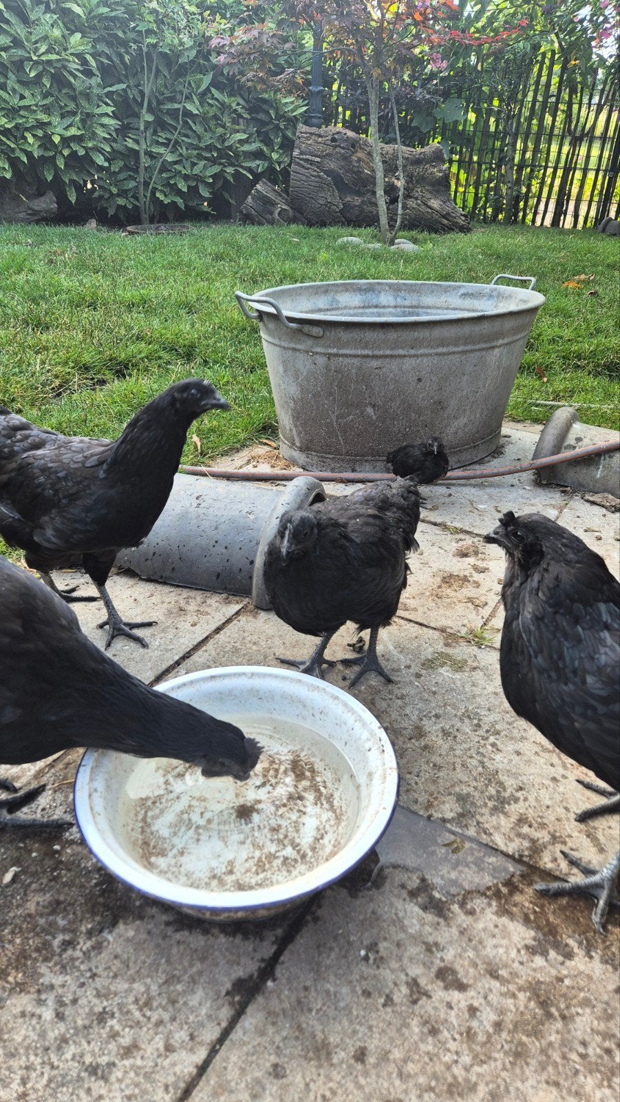 Jonge (kruising) cemani hennen en hanen, Dieren en Toebehoren, Pluimvee, Meerdere dieren, Kip