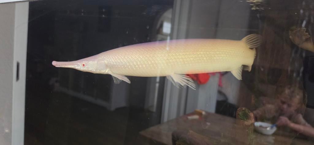 Albino gar, Albino snoek,, Vis, Zoetwatervis
