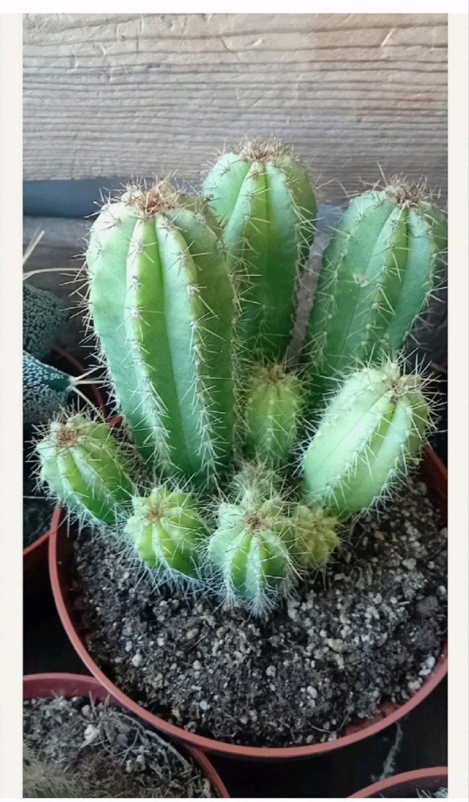 Cactus 15cm, Huis en Inrichting, Kamerplanten, Ophalen, Minder dan 100 cm, In pot, Cactus