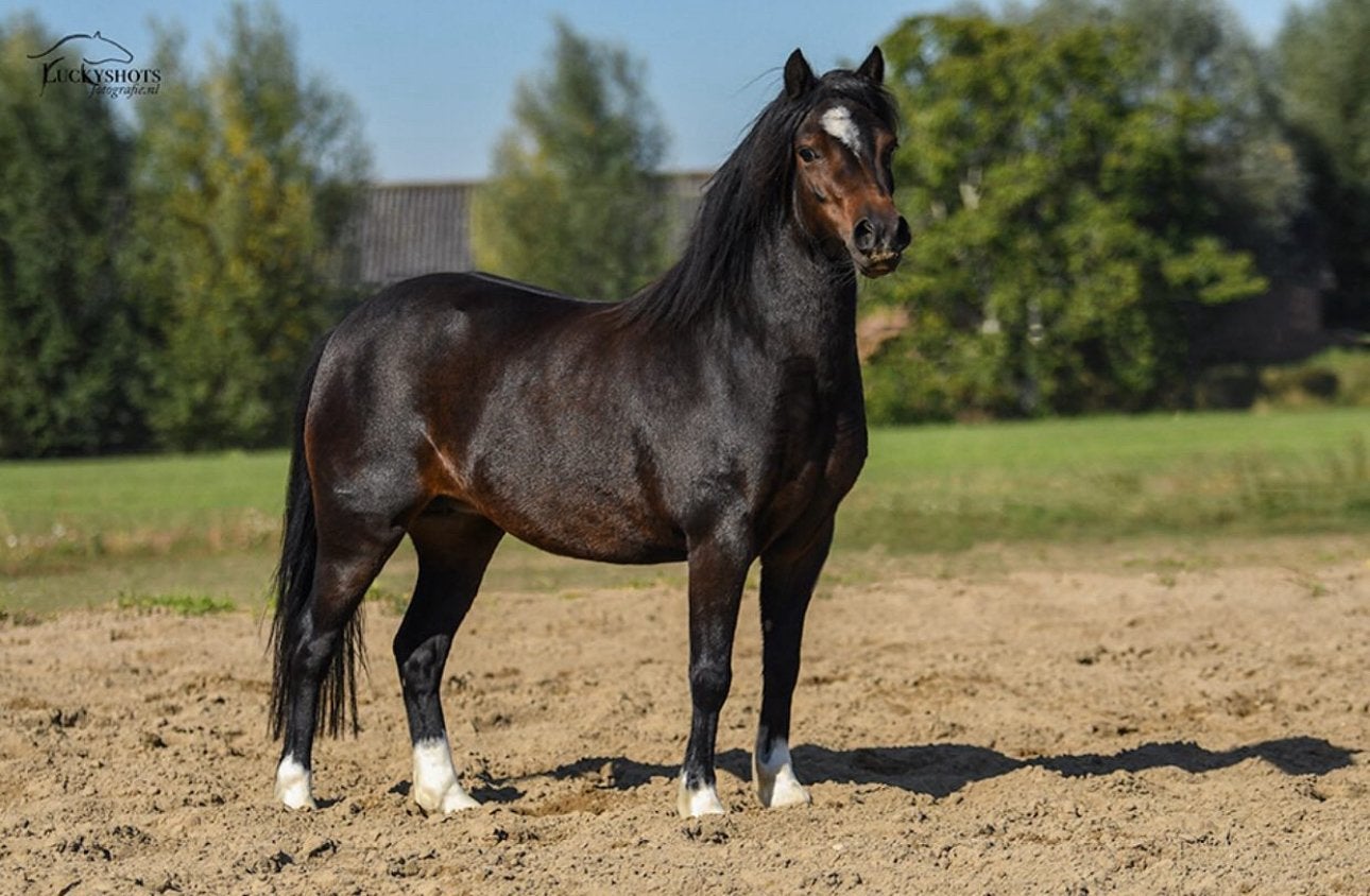 Lease pony’s aangeboden, Dieren en Toebehoren, Ophalen of Verzenden, Nieuw