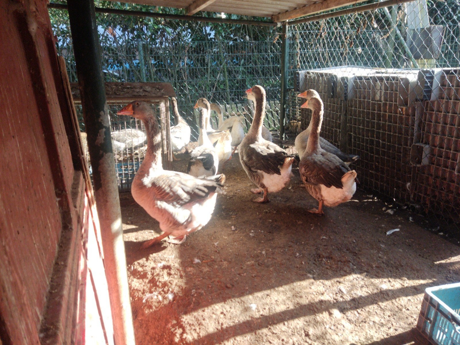 Ganzen, Dieren en Toebehoren, Meerdere dieren, Gans of Zwaan