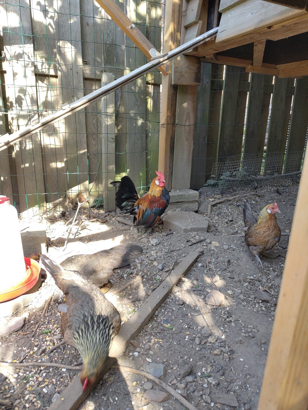Hollandse pateijskriel Haan en hen, Dieren en Toebehoren, Pluimvee, Meerdere dieren, Kip