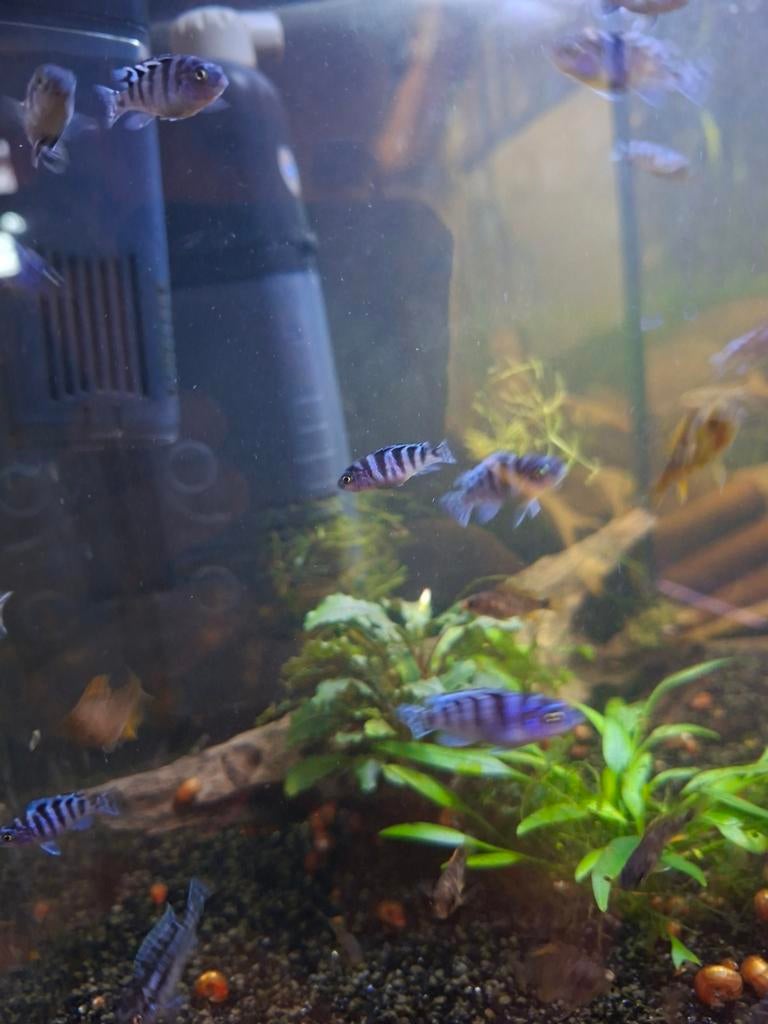 Malawi cichliden, Dieren en Toebehoren, Vissen | Aquariumvissen, Vis