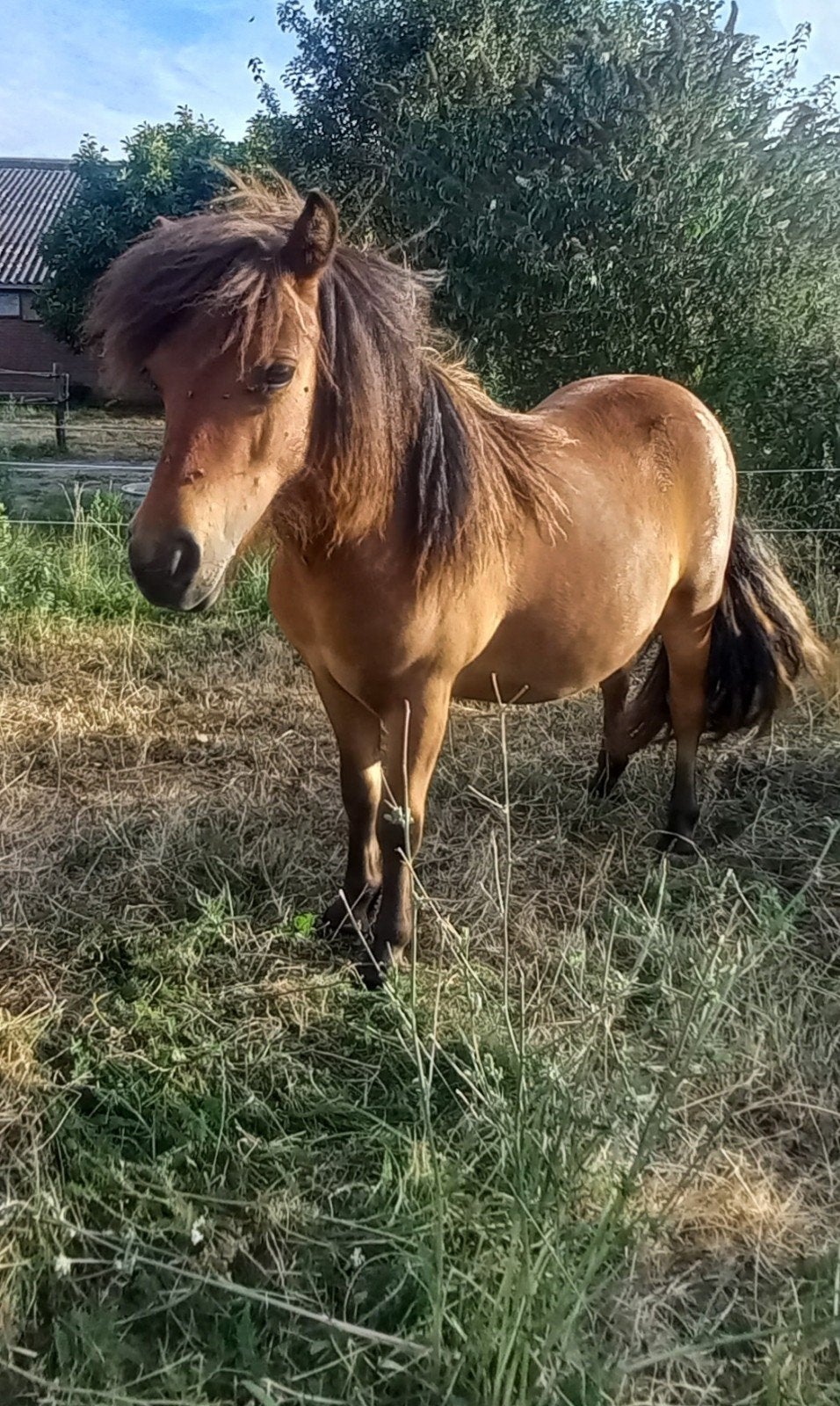 mooie stamboek merrie, Merrie, A pony (tot 1.17m)