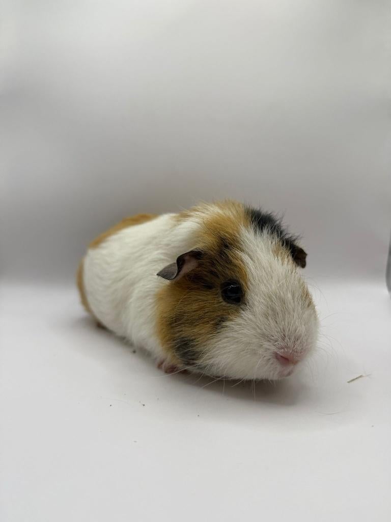 Te koop 3 super leuke gecastreerde cavia beertjes mannetjes, Januari, Mannelijk, Cavia