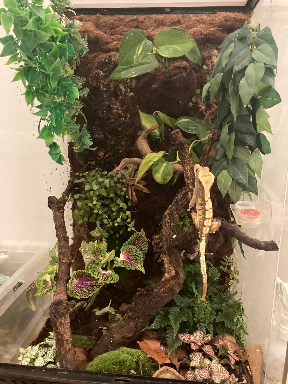 Wimpergekko en terrarium 45, 45, 90, Ophalen, Zo goed als nieuw, Terrarium of Paludarium
