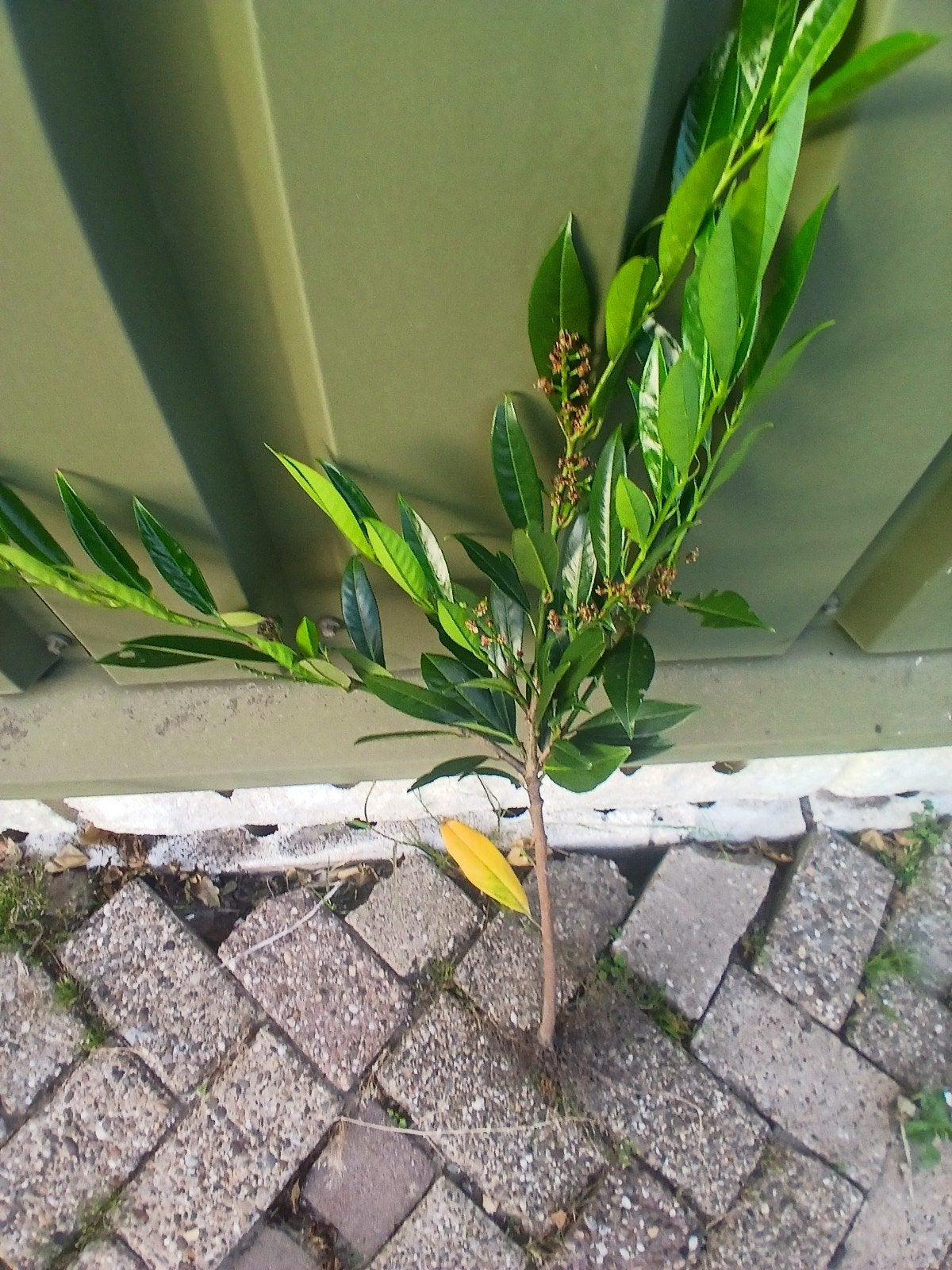 Laurier stekken van de open grond, Tuin en Terras, Planten | Tuinplanten, Vaste plant, Overige soorten, Halfschaduw, Lente, Ophalen