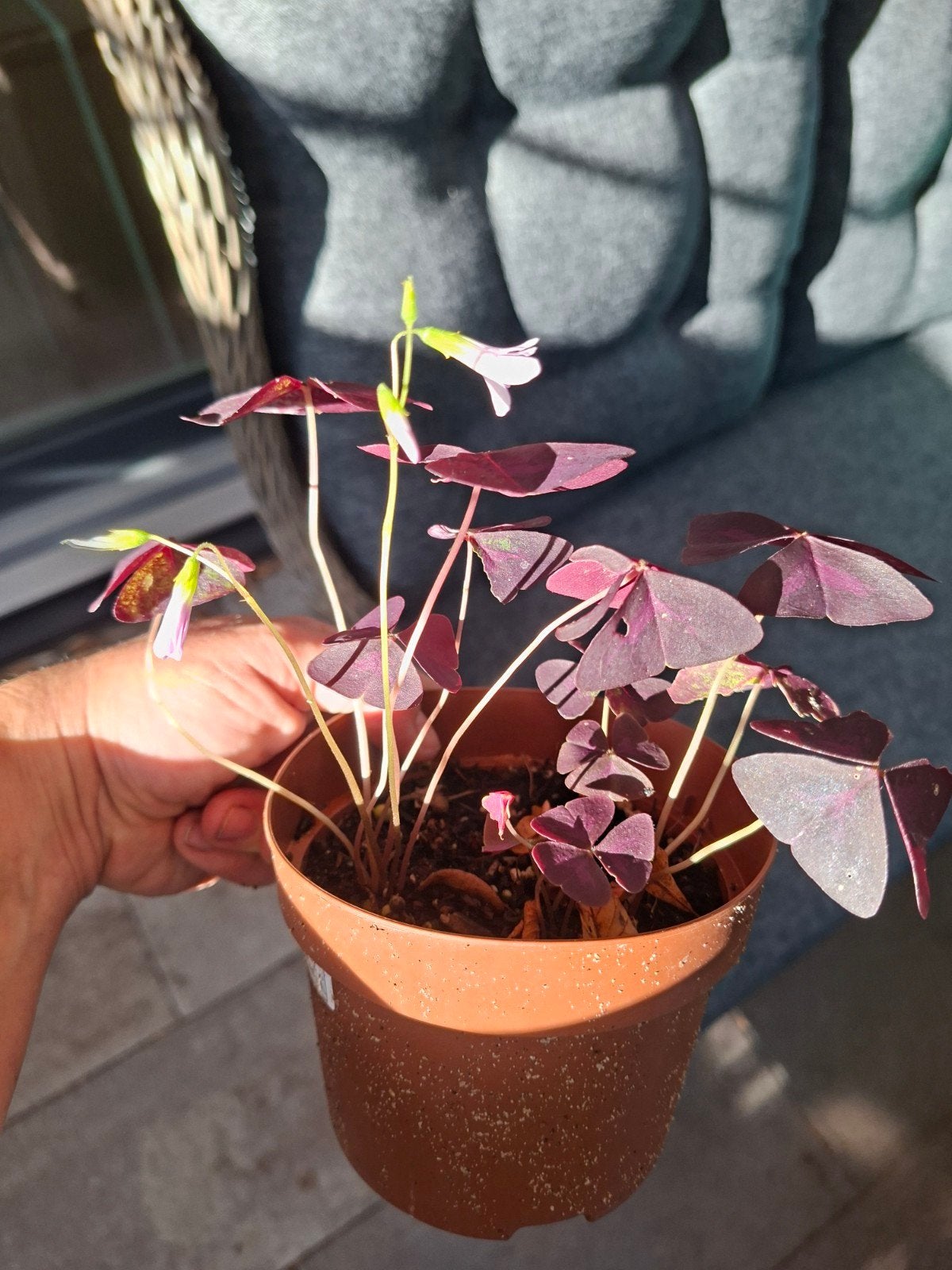 oxalis plantje, Huis en Inrichting, Ophalen of Verzenden, Halfschaduw, Minder dan 100 cm