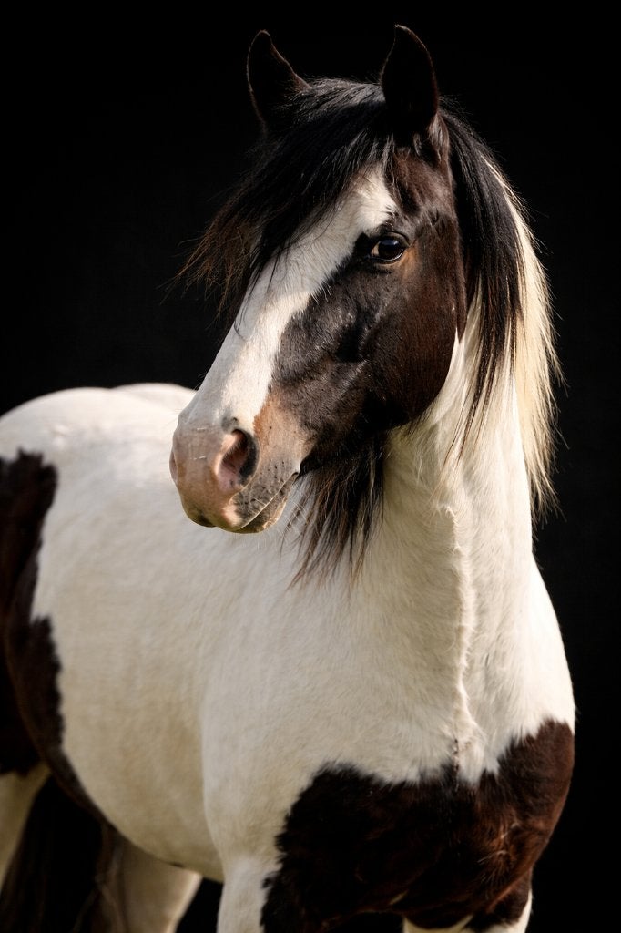 D-pony (type Tinker) / Projectpony te koop, Gechipt, Ruin, 7 tot 10 jaar, Recreatiepony