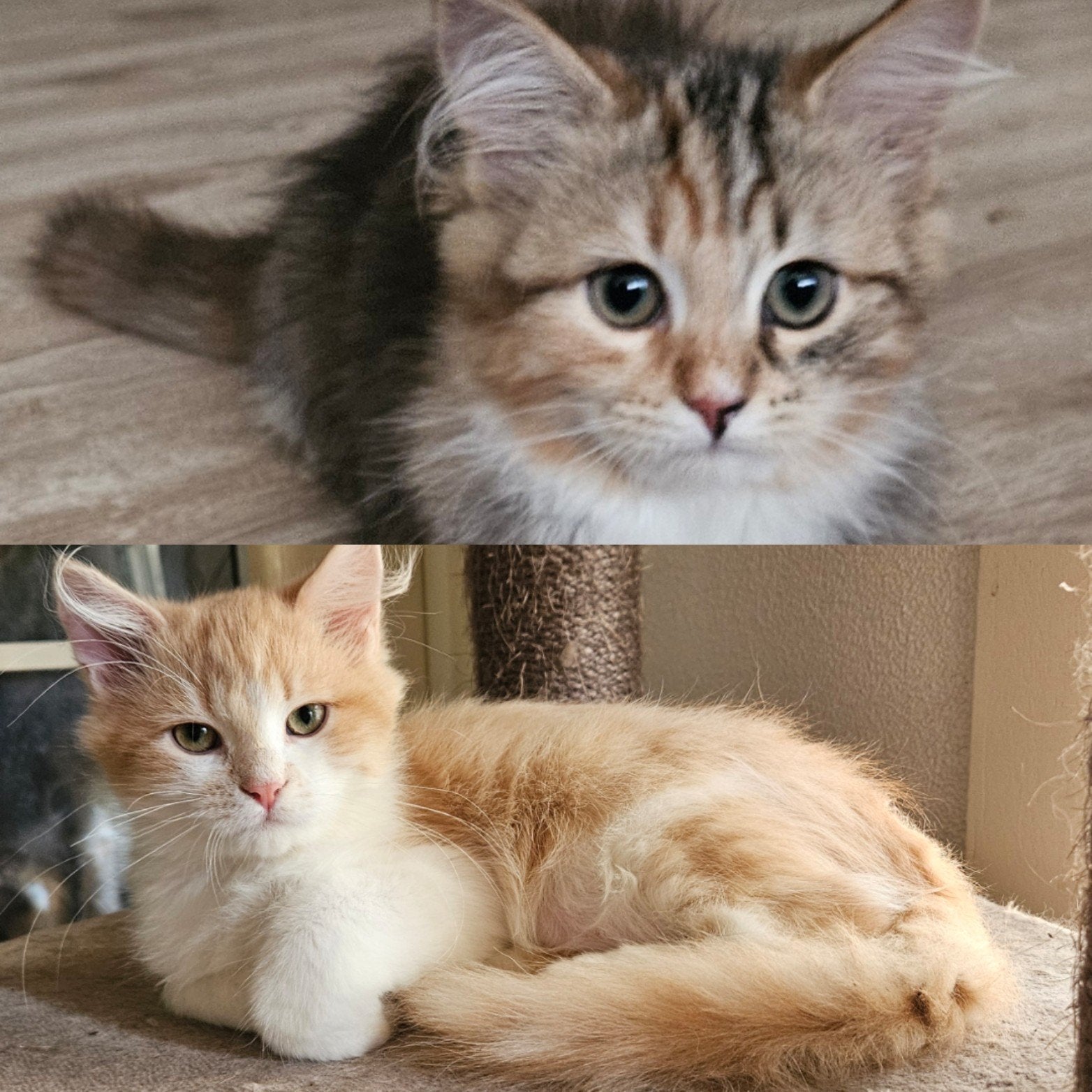 Siberische kittens met stamboom uit geteste ouders, Meerdere dieren, Met stamboom, 0 tot 2 jaar