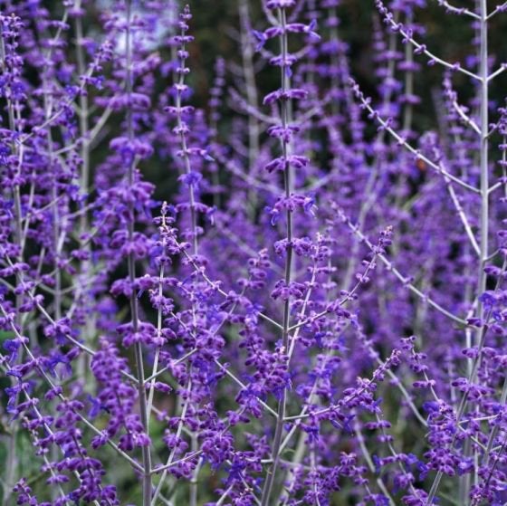 Perovskia atr 'Blue Spire' - Reuzenlavendel P9 en 2 L pot