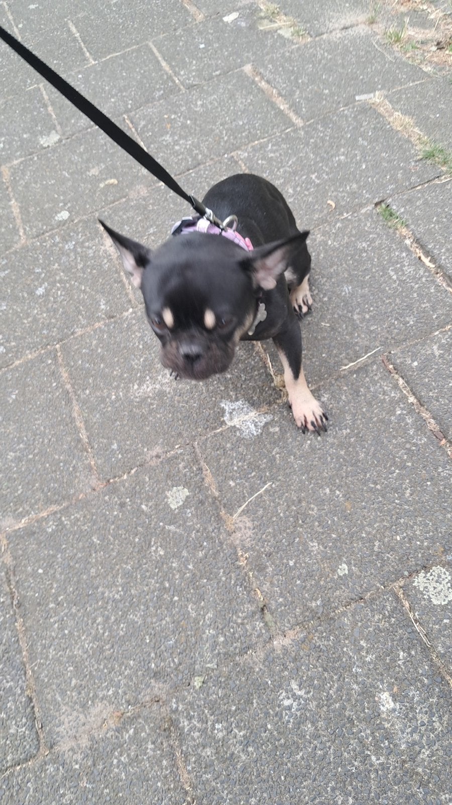 Franse Bulldog Bella zoekt een liefdevol huisje ️, Teef, Eén hond, Klein, 3 tot 5 jaar