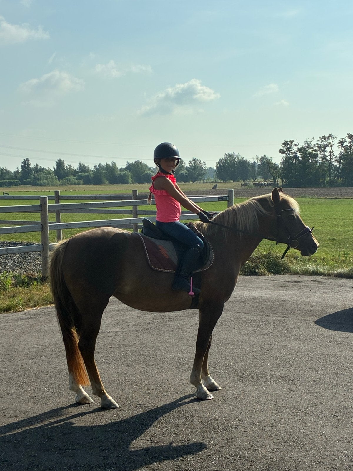 Pensionstalling Zuidoostbeemster beschikbaar!, Dieren en Toebehoren, Stalling en Weidegang, Weidegang, 1 paard of pony