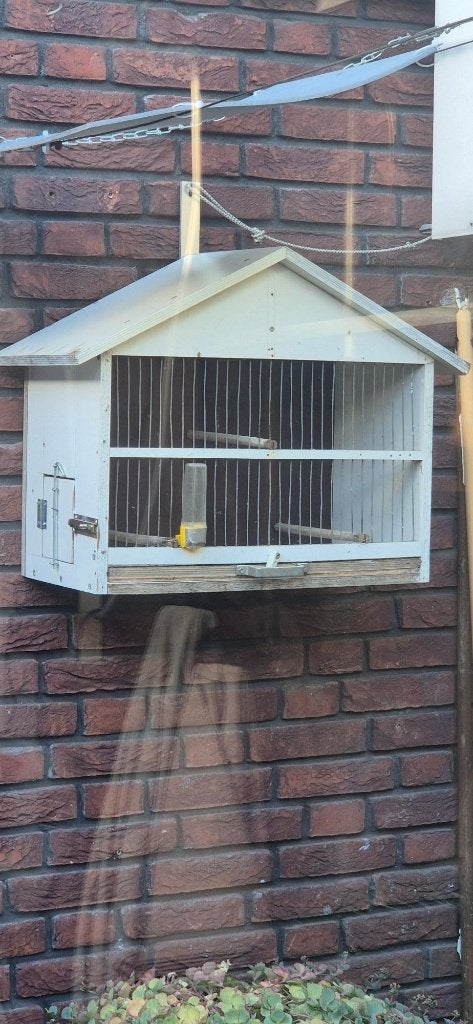 Bastaard Putter man gering met goede houten hang kooitje, Dieren en Toebehoren, Mannelijk, Wildzangvogel, Tam