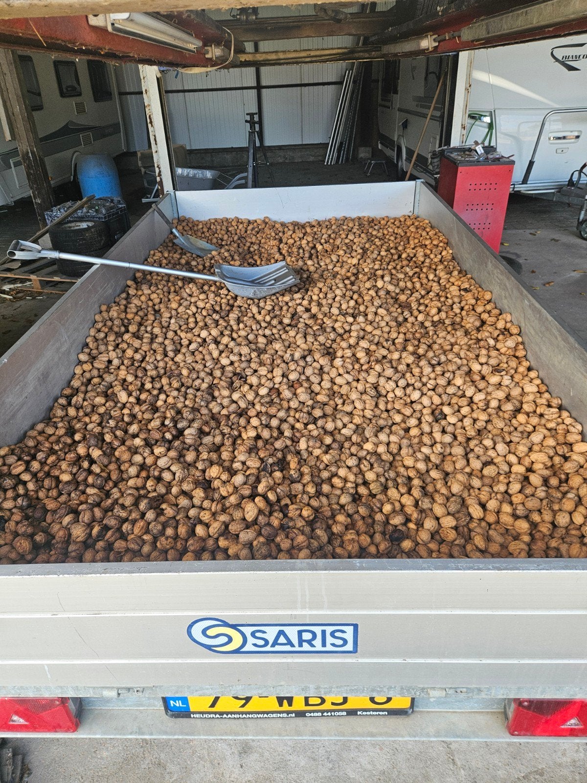 Verse walnoten oogst 2026 - ca. 200kg, Zakelijke goederen, Ophalen of Verzenden