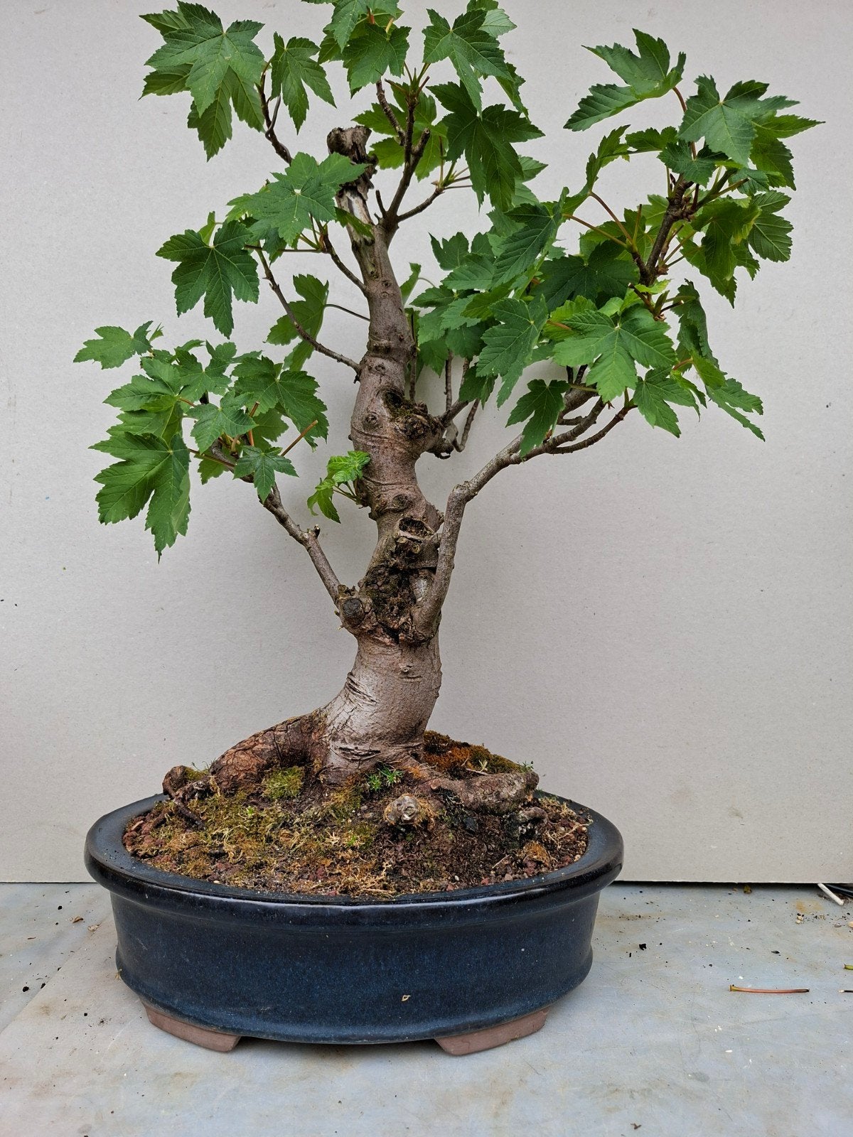 Bonsai esdoorn, Ophalen, Bloeit niet, Halfschaduw, Overige soorten