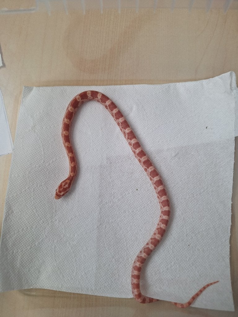 Jonge rattenslang/korenslang
