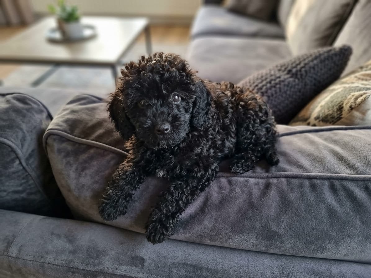 Lieve en speelse Toy Poedel pup reutje, Dieren en Toebehoren, Poedel, CDV (hondenziekte), 8 tot 15 weken, Meerdere