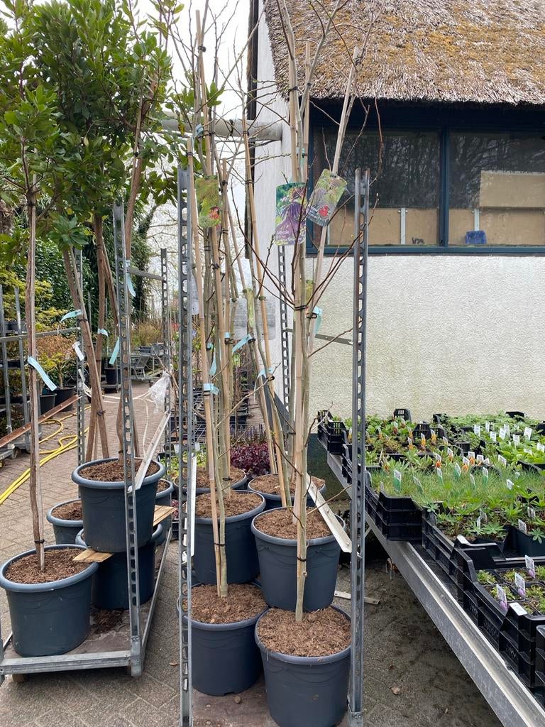 Albizia 'Summer Chocolate' of 'Ombrella' - Perzische Slaapbo, Overige soorten, 100 tot 250 cm, Zomer, Ophalen