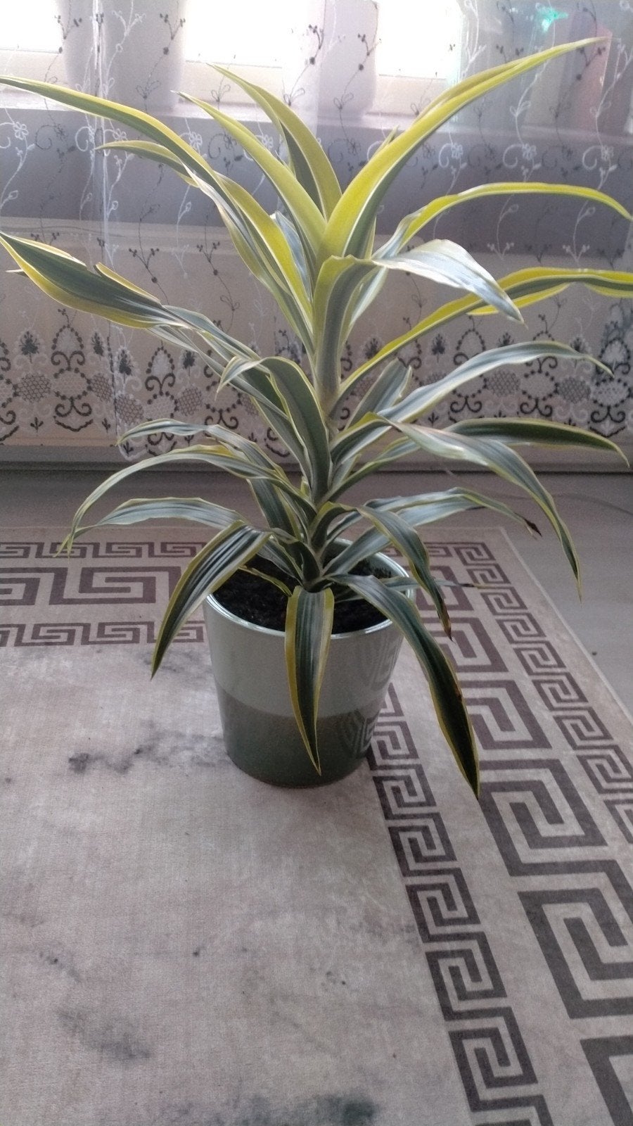 Mooie Dracaena plant in pot, Overige soorten, In pot, Minder dan 100 cm, Groene kamerplant
