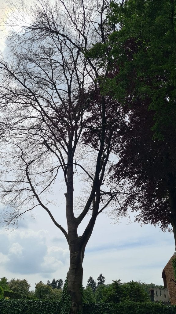 Gratis haardhout: 100-jarige beuk (4m3), Tuin en Terras, Ophalen, Gebruikt