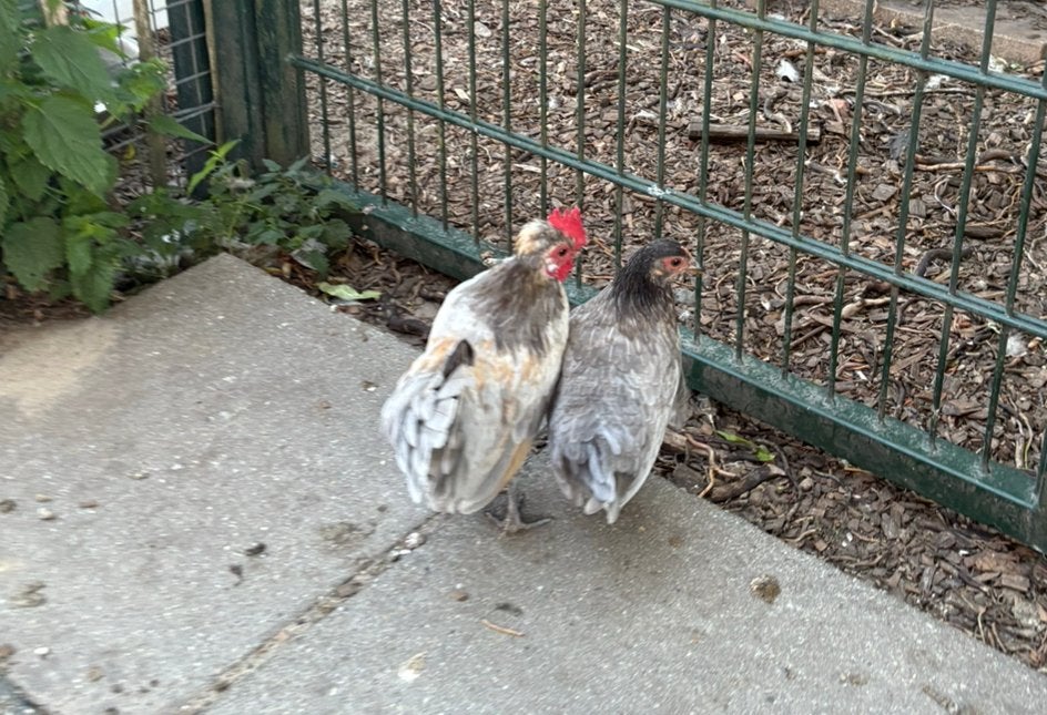 Krielkip haan+hen, Meerdere dieren, Kip
