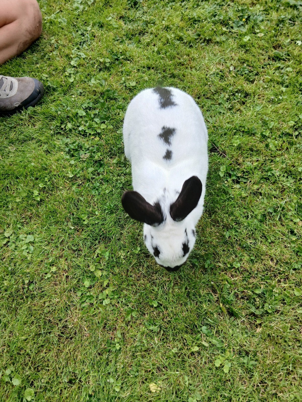 Lotharing konijn, Dieren en Toebehoren, Konijnen, Vrouwelijk, Middelgroot, 3 tot 5 jaar