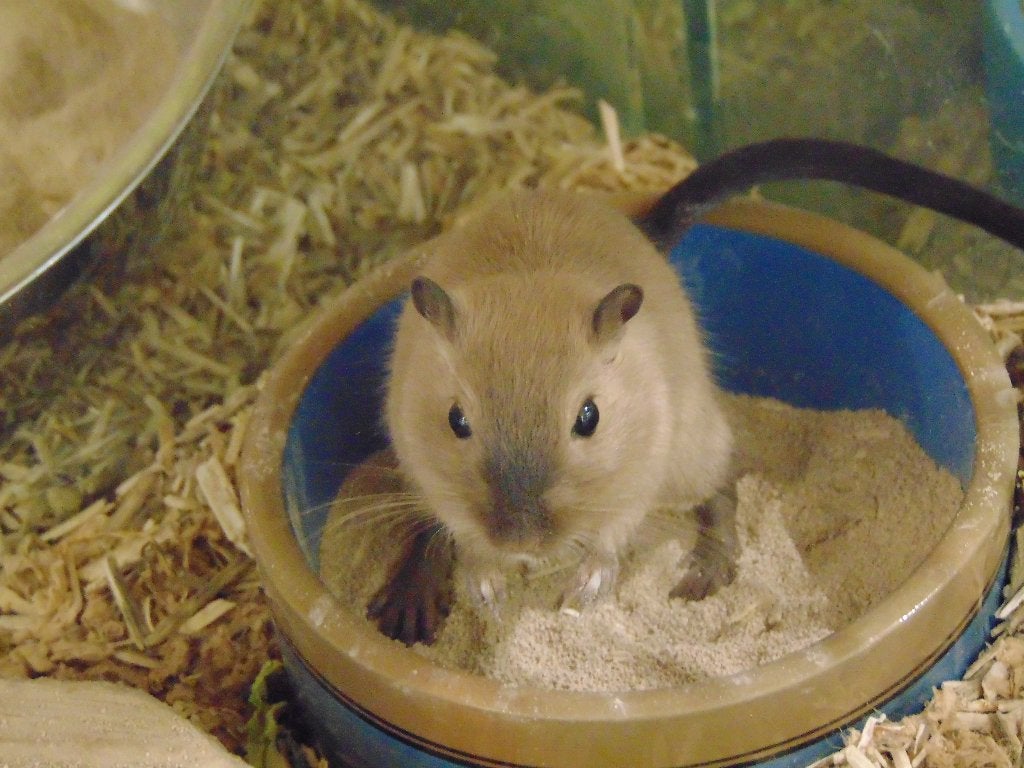 Gerbils in Assen., Mei, Mannelijk, Rat