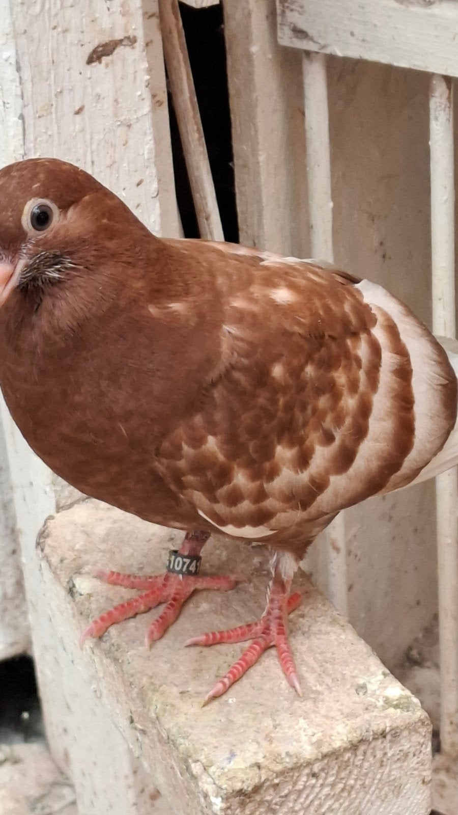 Sheffield Tipplers, Dieren en Toebehoren, Vogels | Duiven, Meerdere dieren, Overige soorten