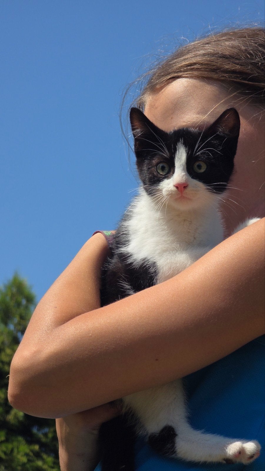 Super lief en speels kitten, Dieren en Toebehoren, Poes, Kortharig, 0 tot 2 jaar
