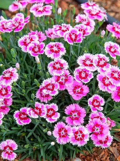Goed gewortelde Dianthus planten (roze, rood-wit mix), Volle zon, Vaste plant, Zomer, Ophalen