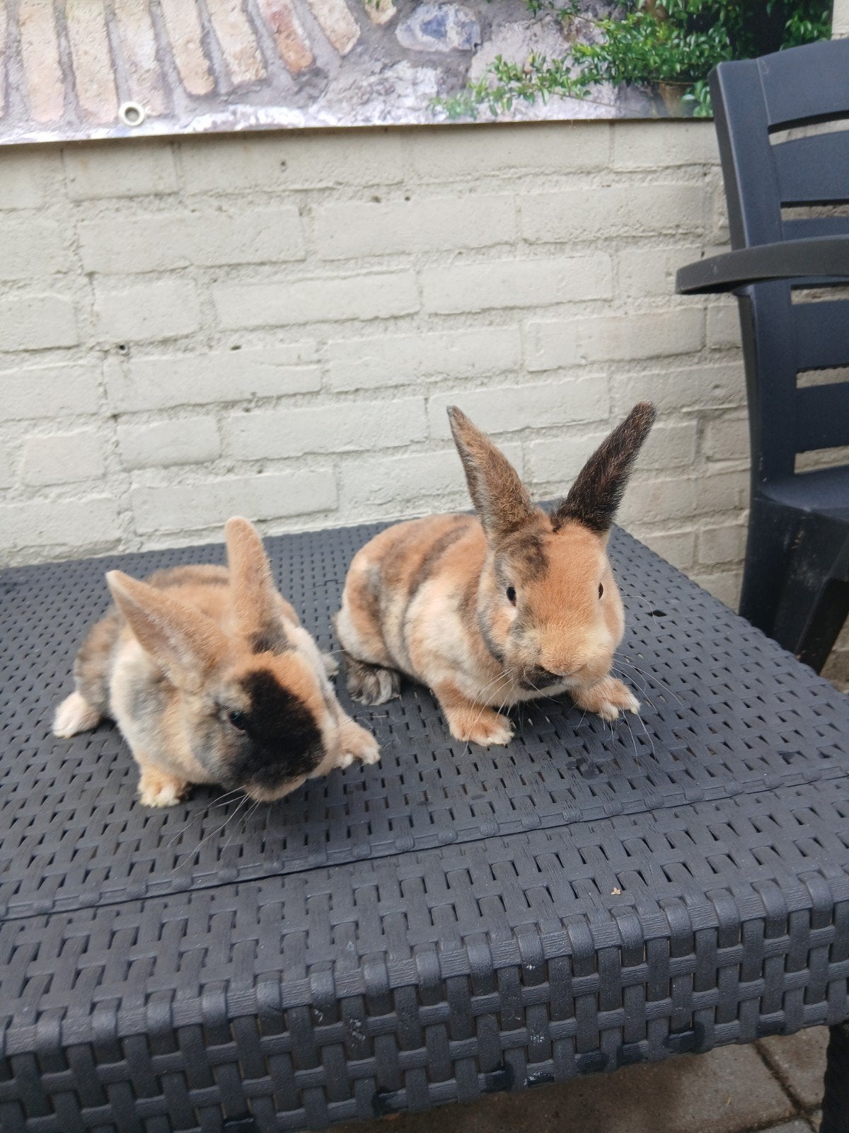 Jonge rex dwergen, Dieren en Toebehoren, Konijnen, Mannelijk, Dwerg, 0 tot 2 jaar