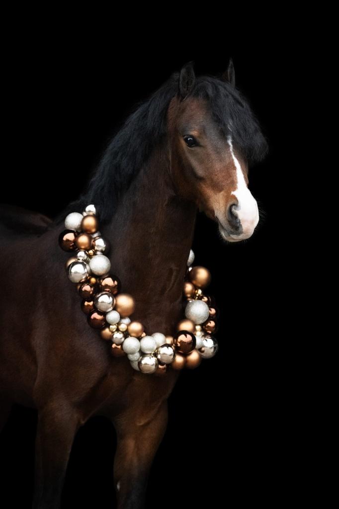 Super lieve knappe B pony B geklass en 0 50 springen, Dieren en Toebehoren, Pony's, Merrie, Met stamboom, Dressuurpony, 3 tot 6 jaar