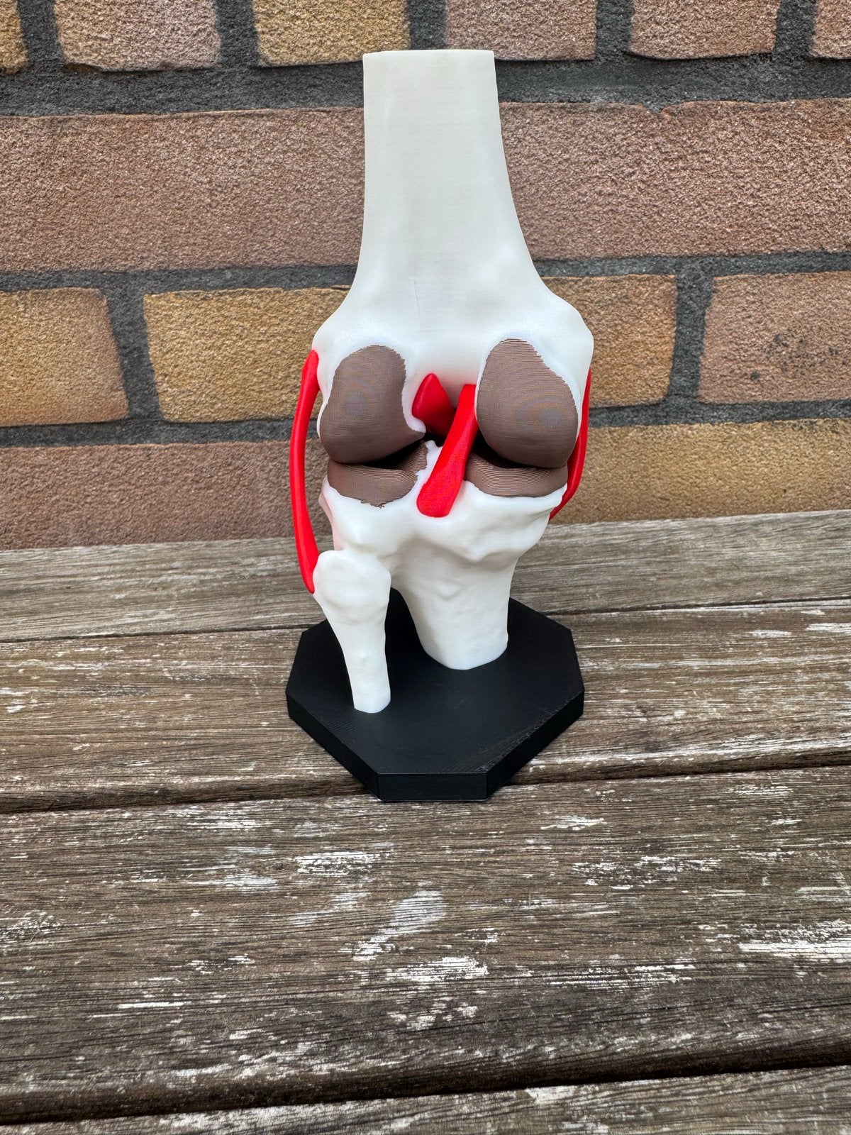 3D Geprinte Knie Model - Anatomisch Educatief, Ophalen of Verzenden, Nieuw, Groter dan 1:35, Figuur of Figuren