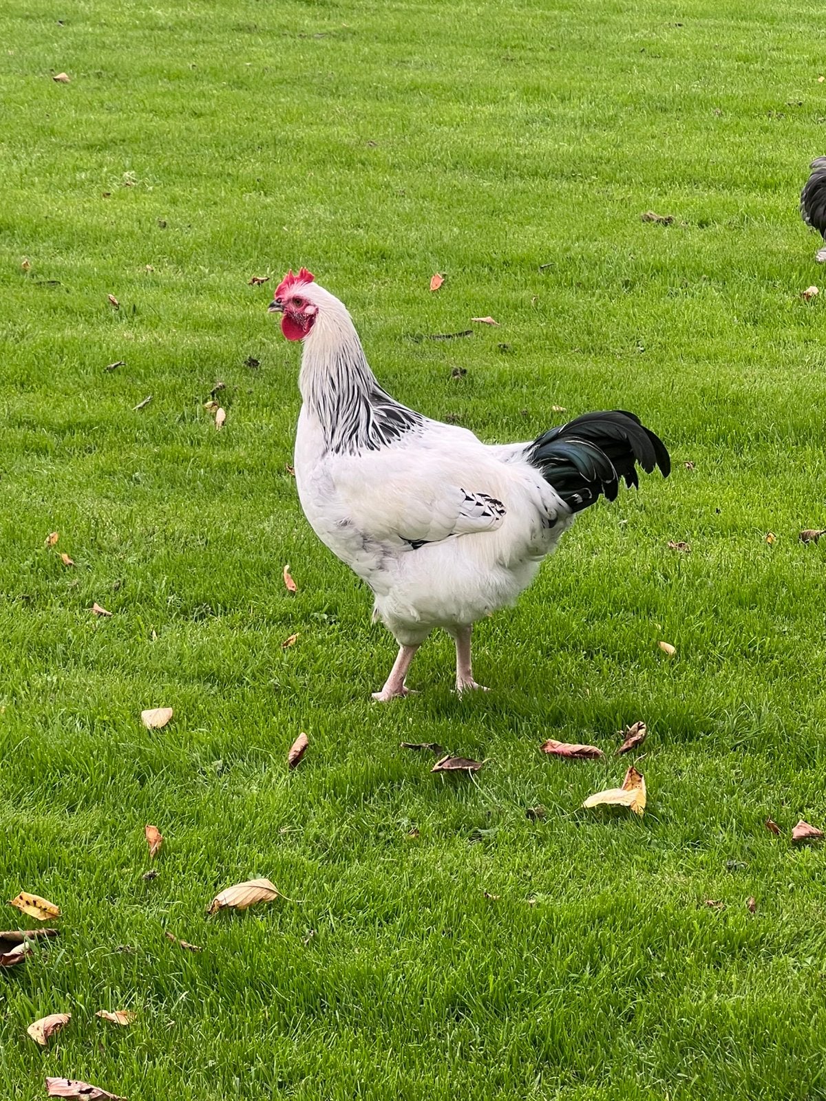 Sussex haan zoekt nieuw thuis, Mannelijk, Kip
