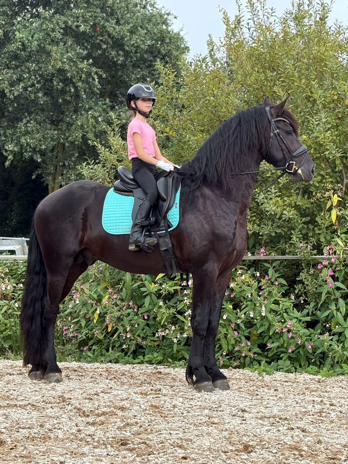Hele brave en knappe Fries en Gold champagne merrie NRPS, Dieren en Toebehoren, Paarden, Met stamboom, Dressuurpaard, Zadelmak