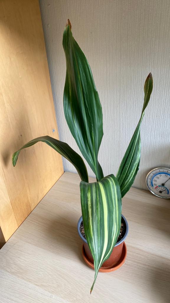 Aspidistra eliator variegata, Huis en Inrichting, Kamerplanten, Ophalen of Verzenden, Halfschaduw, Minder dan 100 cm