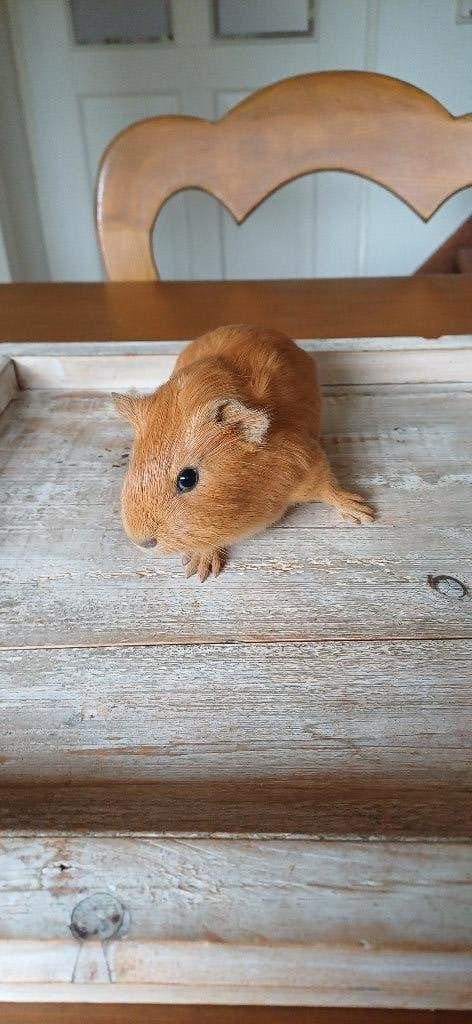 2 jonge cavia beertjes, Dieren en Toebehoren, Knaagdieren, April, Mannelijk, Cavia