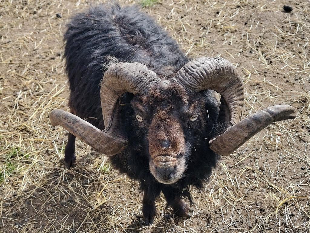 Ouessant dekram / ram, Dieren en Toebehoren, Schapen, Geiten en Varkens, Mannelijk, Schaap