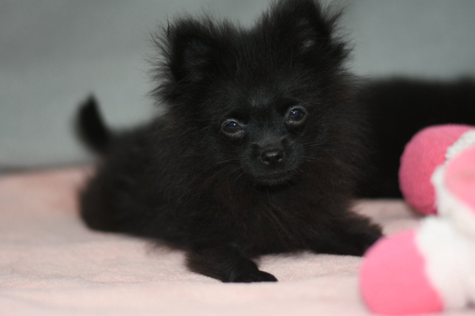 Prachtige zwarte Pomeranian / Dwergkees pups reu & teef, Keeshond, 8 tot 15 weken, Meerdere, Meerdere dieren